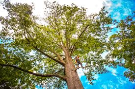 Best Utility Line Clearance  in Roseland, NJ