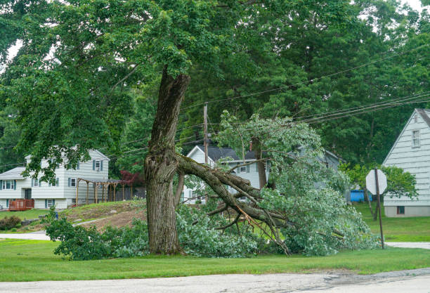 Professional Tree Removal in Roseland, NJ