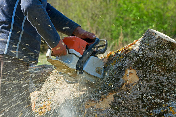 Lawn Renovation and Restoration in Roseland, NJ