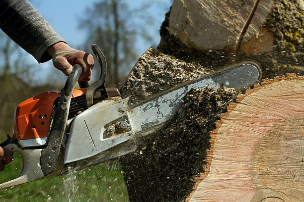 Best Fruit Tree Pruning  in Roseland, NJ